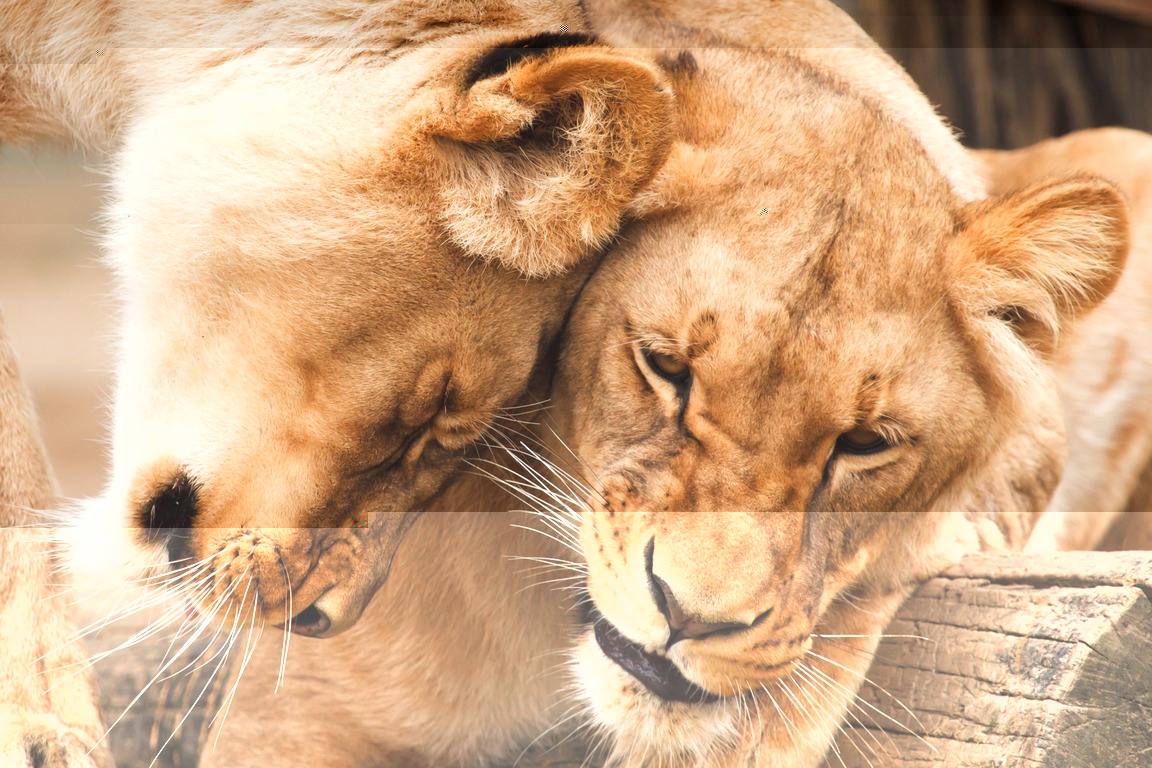 O QUE SÃO FEROMÔNIOS? 